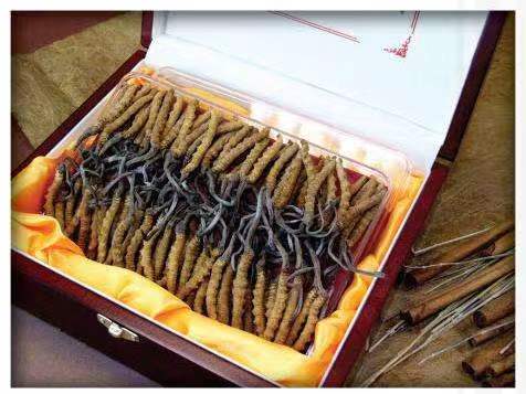 文山冬虫夏草回收